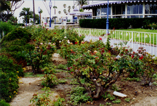 rosegrdn.jpg (94848 bytes)